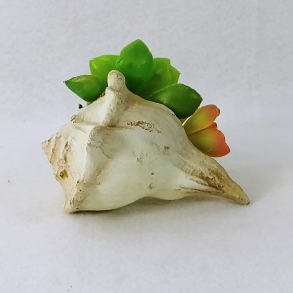 Seashell Succulent Waterproof Botanical Arrangement Beach Lake Cabin Decor 5" - Picture 5 of 7